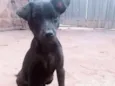 RAIMUNDINHA