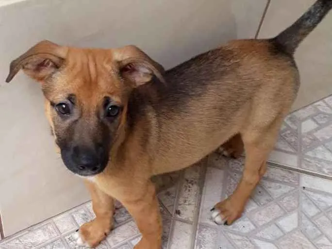 Cachorro ra a SRD idade 2 a 6 meses nome Charlote