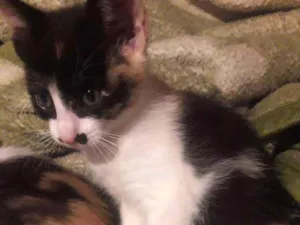 Gato raça Sem raça  idade Abaixo de 2 meses nome Pandora 