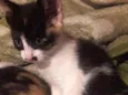Pandora