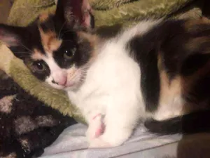 Gato raça Sem raça  idade Abaixo de 2 meses nome Não tem 