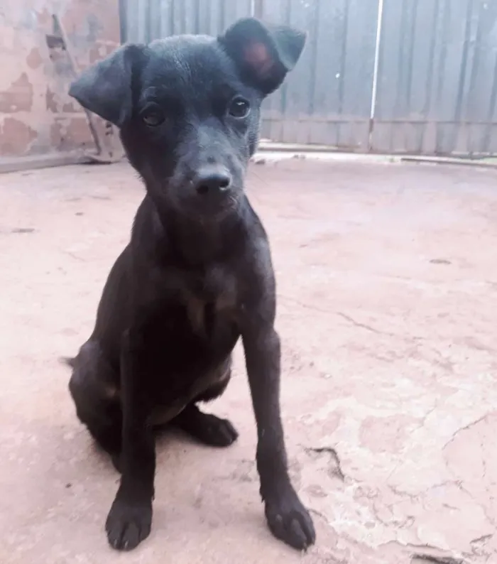 Cachorro ra a  idade 2 a 6 meses nome RAIMUNDINHA 