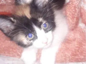 Gato raça Sem raça  idade Abaixo de 2 meses nome Não tem 