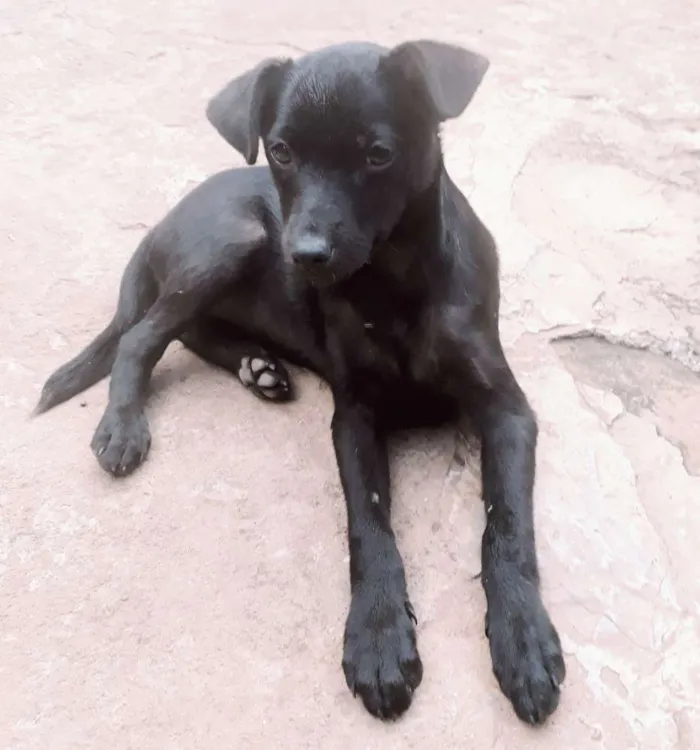 Cachorro ra a  idade 2 a 6 meses nome RAIMUNDINHA 