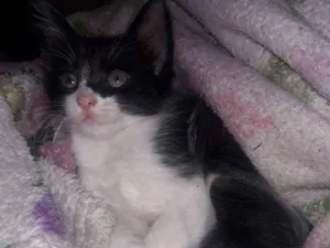 Gato raça Sem raça  idade Abaixo de 2 meses nome Não tem 