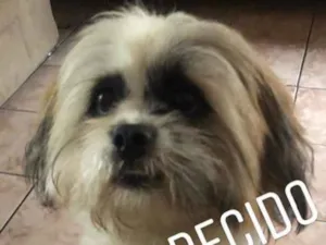 Cachorro raça Lhasa Apso idade 1 ano nome Alvin 