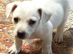 Cachorro raça  idade 2 a 6 meses nome Greta