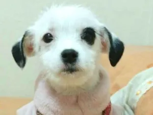 Cachorro raça  idade 2 a 6 meses nome Cristal 