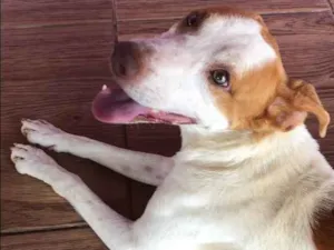 Cachorro raça Vira lata idade 2 anos nome Dog 