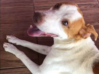 Cachorro raça Vira lata idade 2 anos nome Dog 