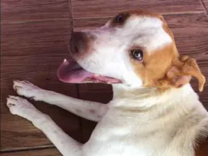 Cachorro raça Vira lata idade 2 anos nome Dog 