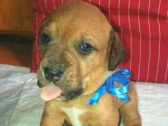 Cachorro ra a SRD idade 2 a 6 meses nome LUIGI