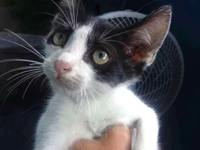 Gato raça Srd idade 2 a 6 meses nome Fred