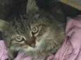 Gata