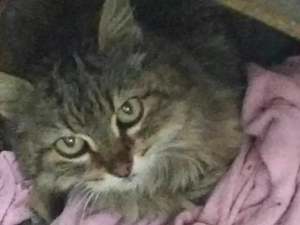 Gato ra a Não sei idade 7 a 11 meses nome Gata