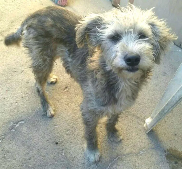 Cachorro ra a  idade 7 a 11 meses nome Estopinha