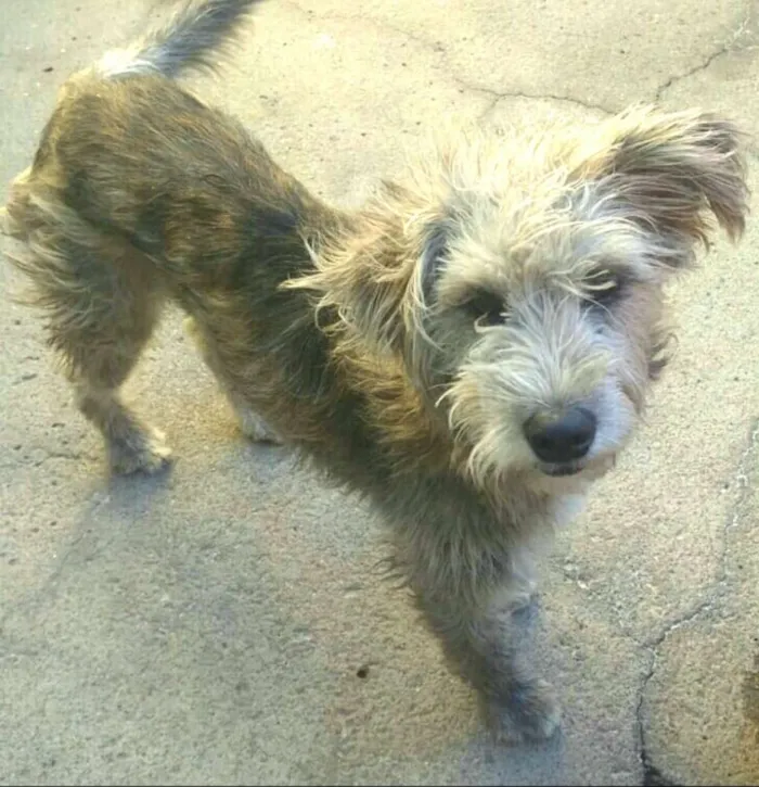 Cachorro ra a  idade 7 a 11 meses nome Estopinha