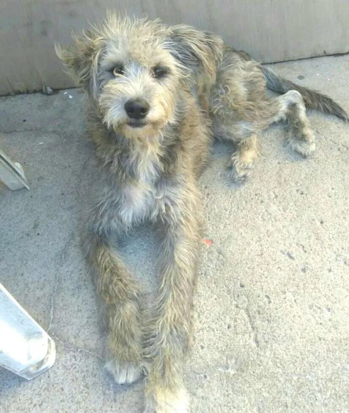 Cachorro ra a  idade 7 a 11 meses nome Estopinha