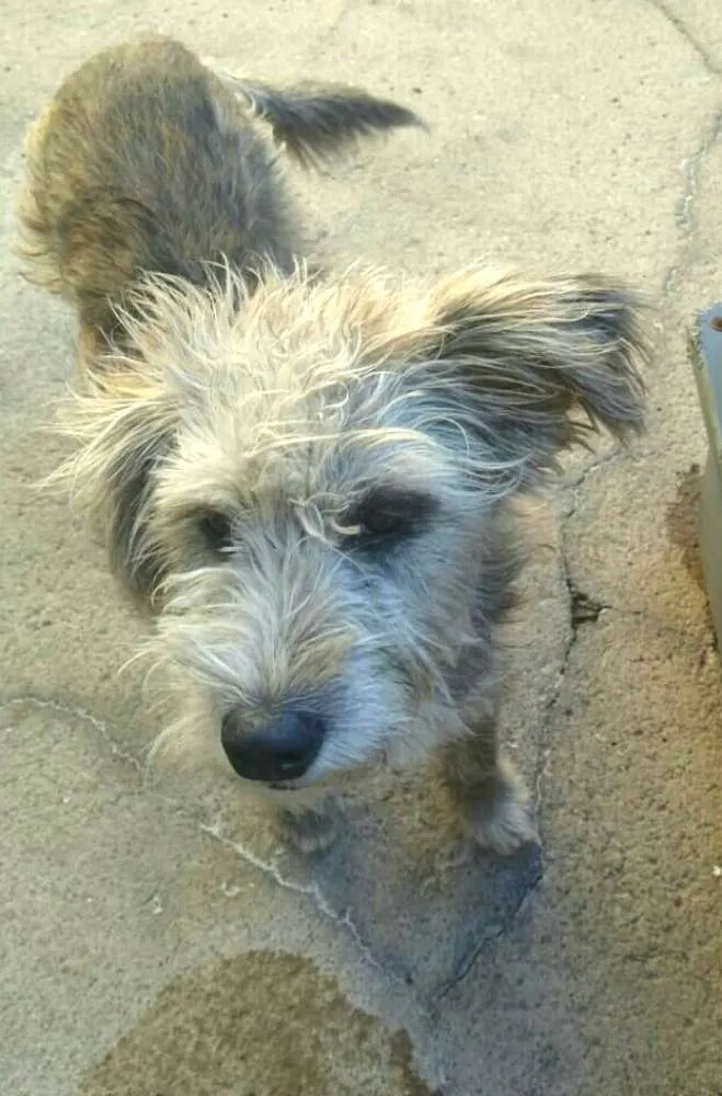 Cachorro ra a  idade 7 a 11 meses nome Estopinha