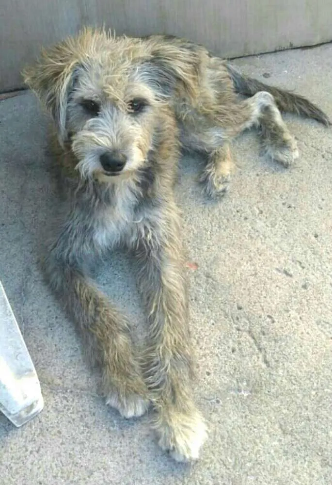 Cachorro ra a  idade 7 a 11 meses nome Estopinha