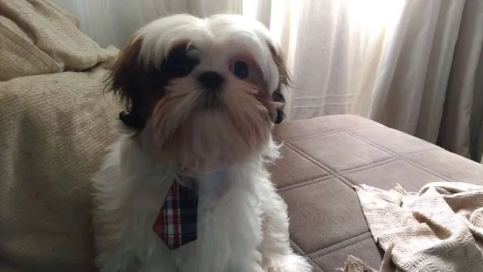 Cachorro ra a Shi tzu idade 7 a 11 meses nome Théo 