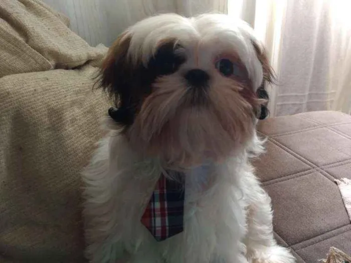 Cachorro ra a Shi tzu idade 7 a 11 meses nome Théo 