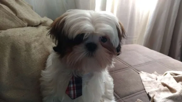 Cachorro ra a Shi tzu idade 7 a 11 meses nome Théo 