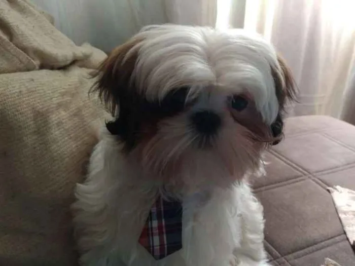 Cachorro ra a Shi tzu idade 7 a 11 meses nome Théo 