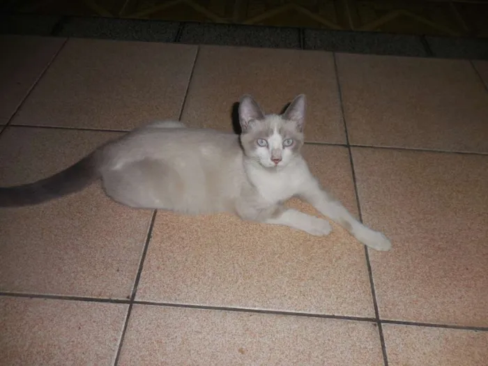 Gato ra a Siamês idade 2 a 6 meses nome Sem Nome