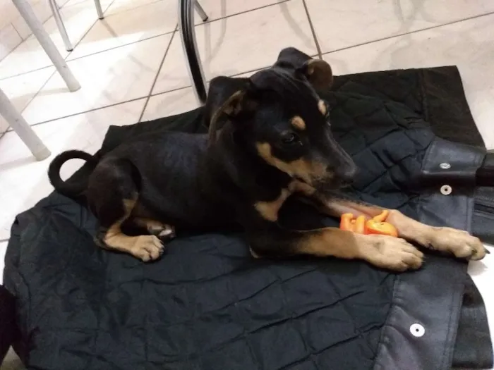 Cachorro raça SRE idade Abaixo de 2 meses nome Anibal