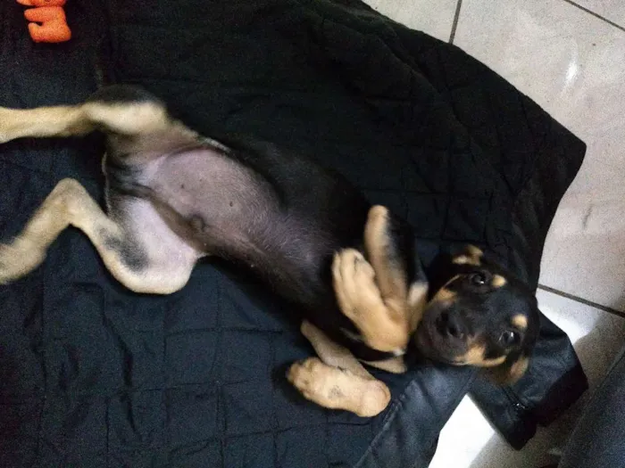Cachorro raça SRE idade Abaixo de 2 meses nome Anibal