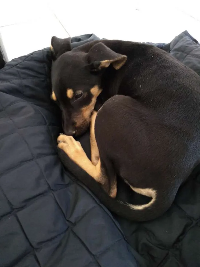 Cachorro raça SRE idade Abaixo de 2 meses nome Anibal