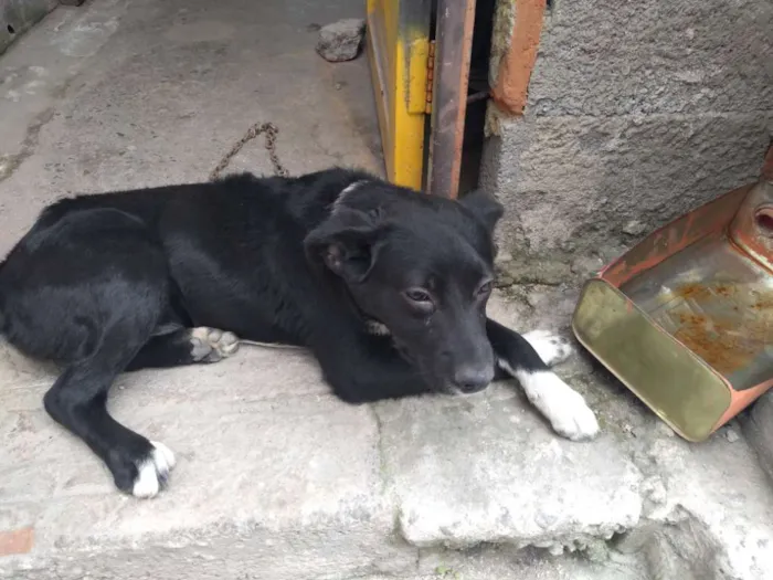 Cachorro ra a Não sabemos idade 2 a 6 meses nome Neguinha