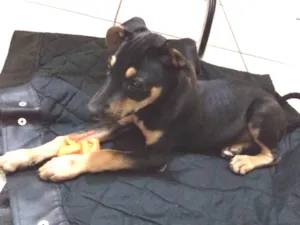 Cachorro raça SRE idade Abaixo de 2 meses nome Anibal