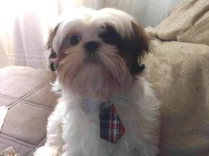 Cachorro raça Shi tzu idade 7 a 11 meses nome Théo 