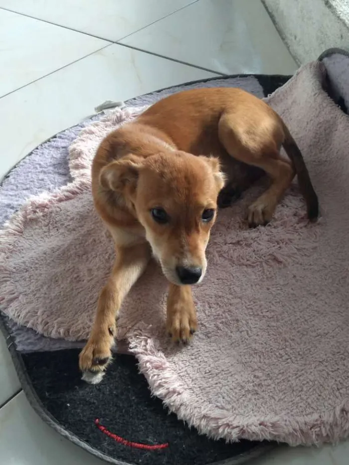 Cachorro raça  idade 1 ano nome Larrisa