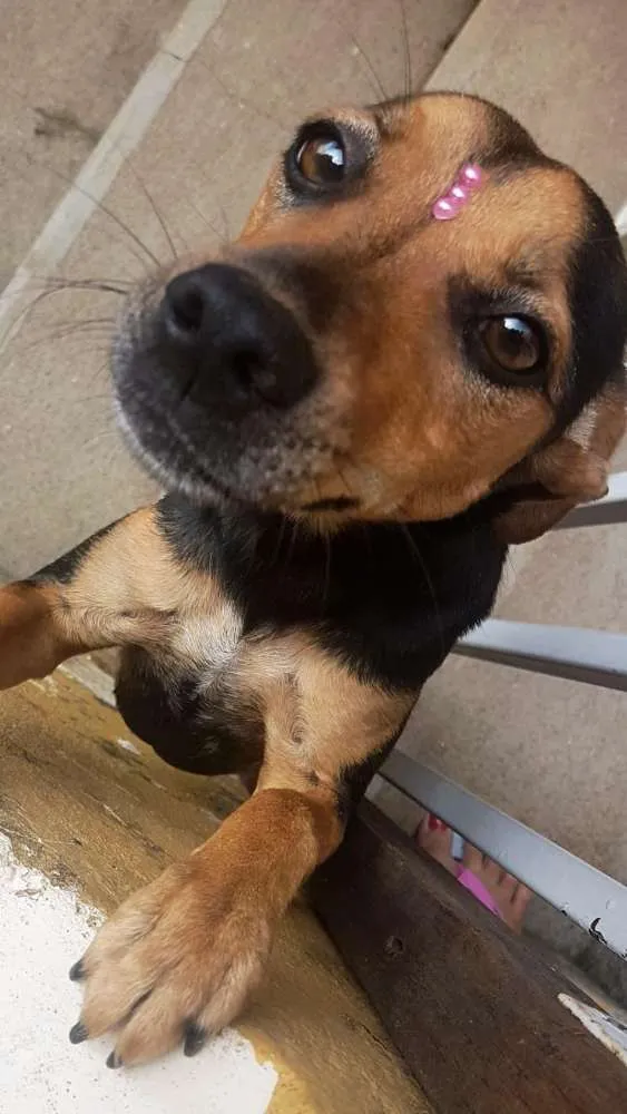 Cachorro ra a Vira lata  idade 2 anos nome Katarina