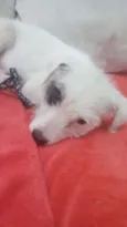 Piratinha