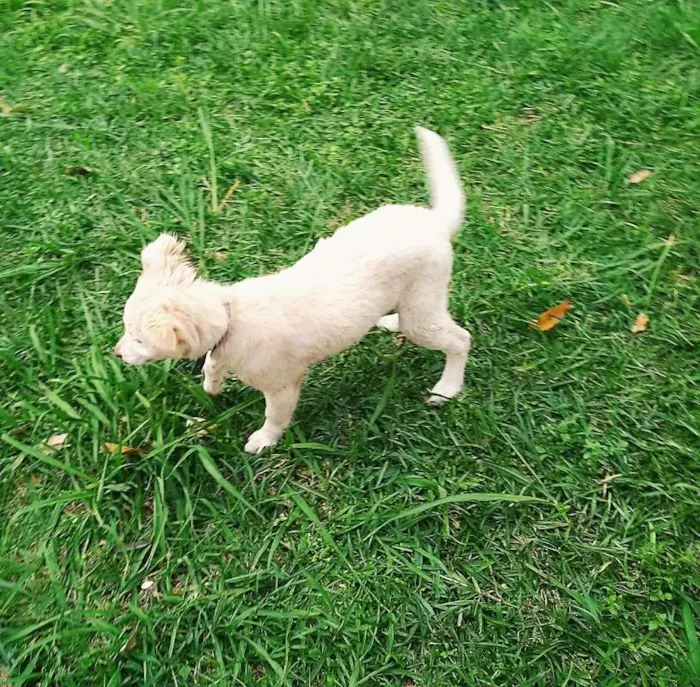 Cachorro raça Mestiça de Golden idade 2 a 6 meses nome Panquequinha