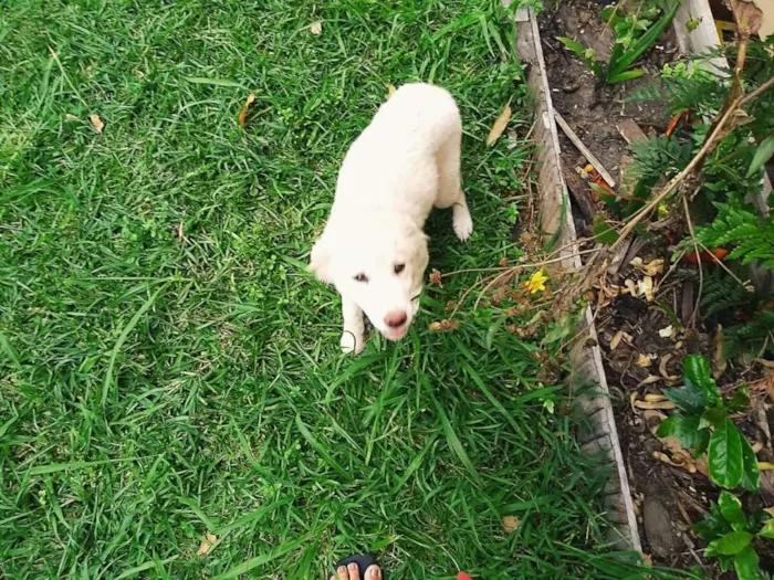 Cachorro raça Mestiça de Golden idade 2 a 6 meses nome Panquequinha