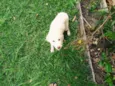 Panquequinha