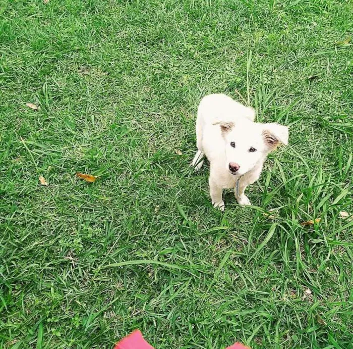 Cachorro raça Mestiça de Golden idade 2 a 6 meses nome Panquequinha