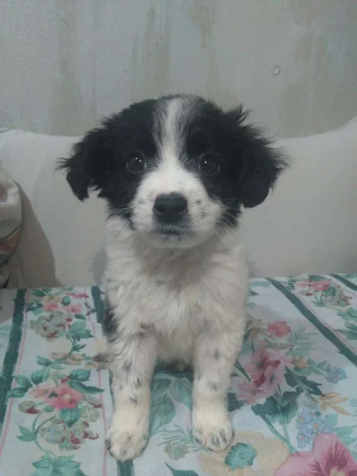 Cachorro ra a Srd idade 2 a 6 meses nome Sem nome