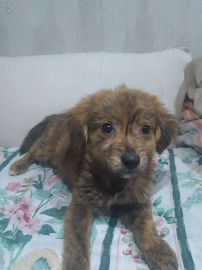 Cachorro ra a Srd idade 2 a 6 meses nome Sem nome