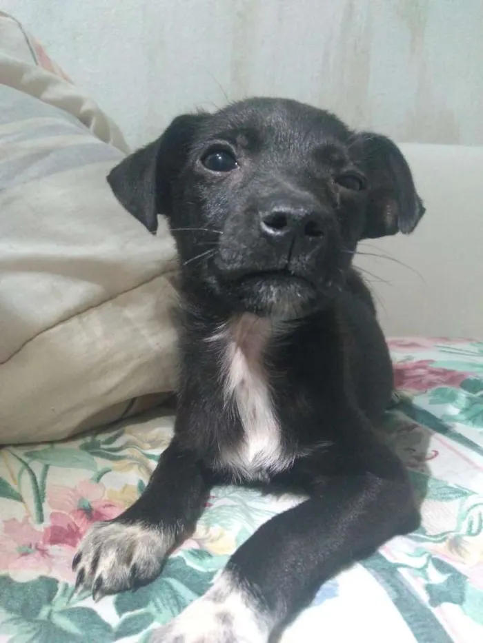 Cachorro ra a Srd idade 2 a 6 meses nome Sem nome