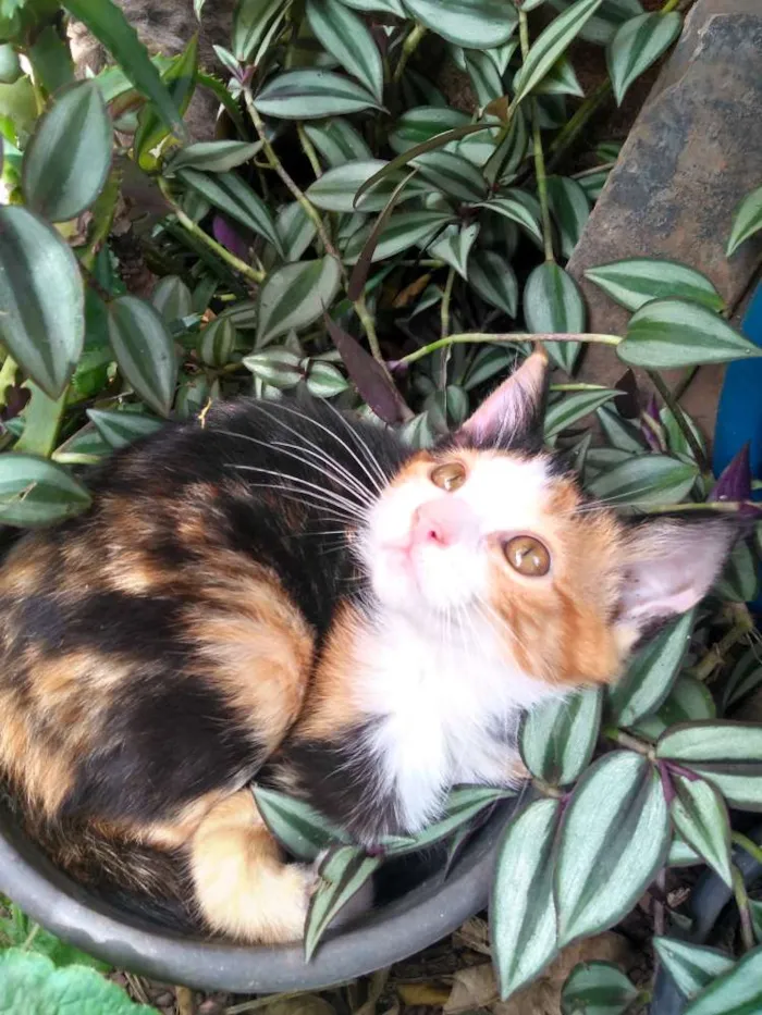 Gato ra a Srd idade 2 a 6 meses nome Sem nome 