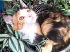Gato raça Srd idade 2 a 6 meses nome Sem nome 