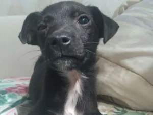 Cachorro raça Srd idade 2 a 6 meses nome Sem nome