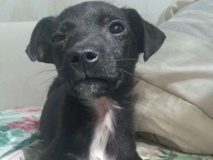 Cachorro ra a Srd idade 2 a 6 meses nome Sem nome