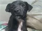 Cachorro raça Srd idade 2 a 6 meses nome Sem nome